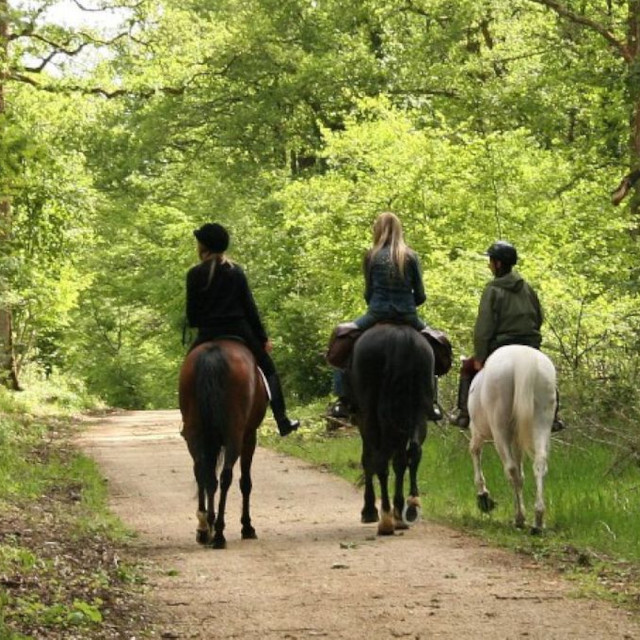 Hennebont est la ville du cheval