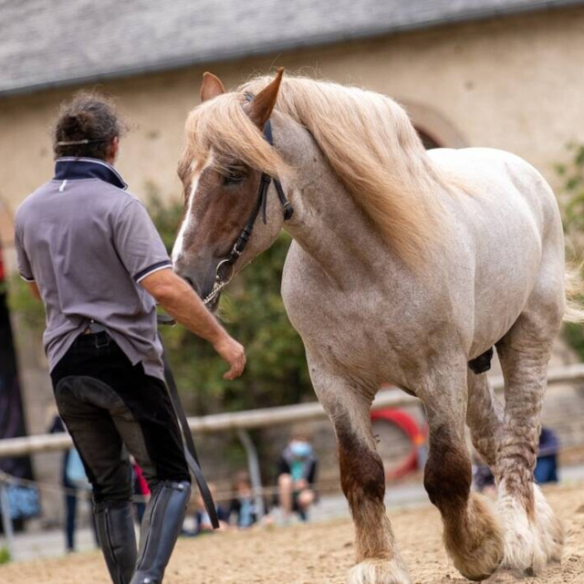 Le Haras National d'Hennebont